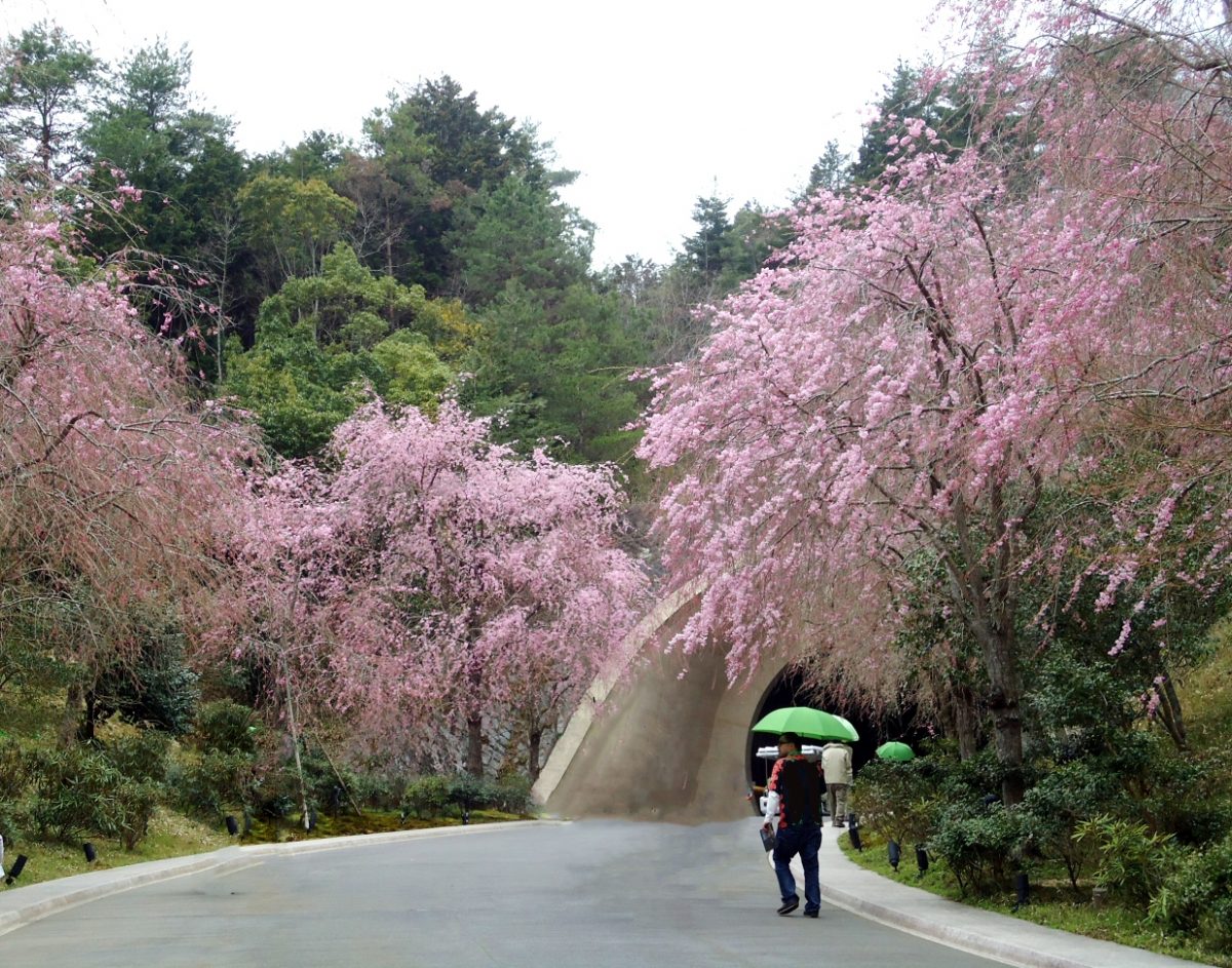 【季節の旅】桜と美術に出あう春の日帰り旅行