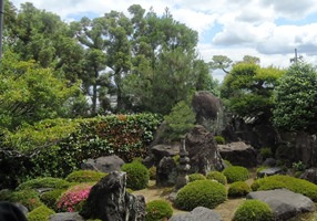 【季節の旅】茶源郷 和束の茶摘体験と一休寺特別拝観