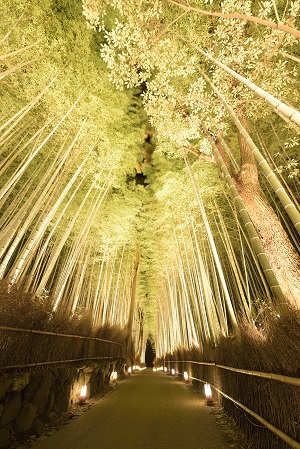 法輪寺と竹林の小径