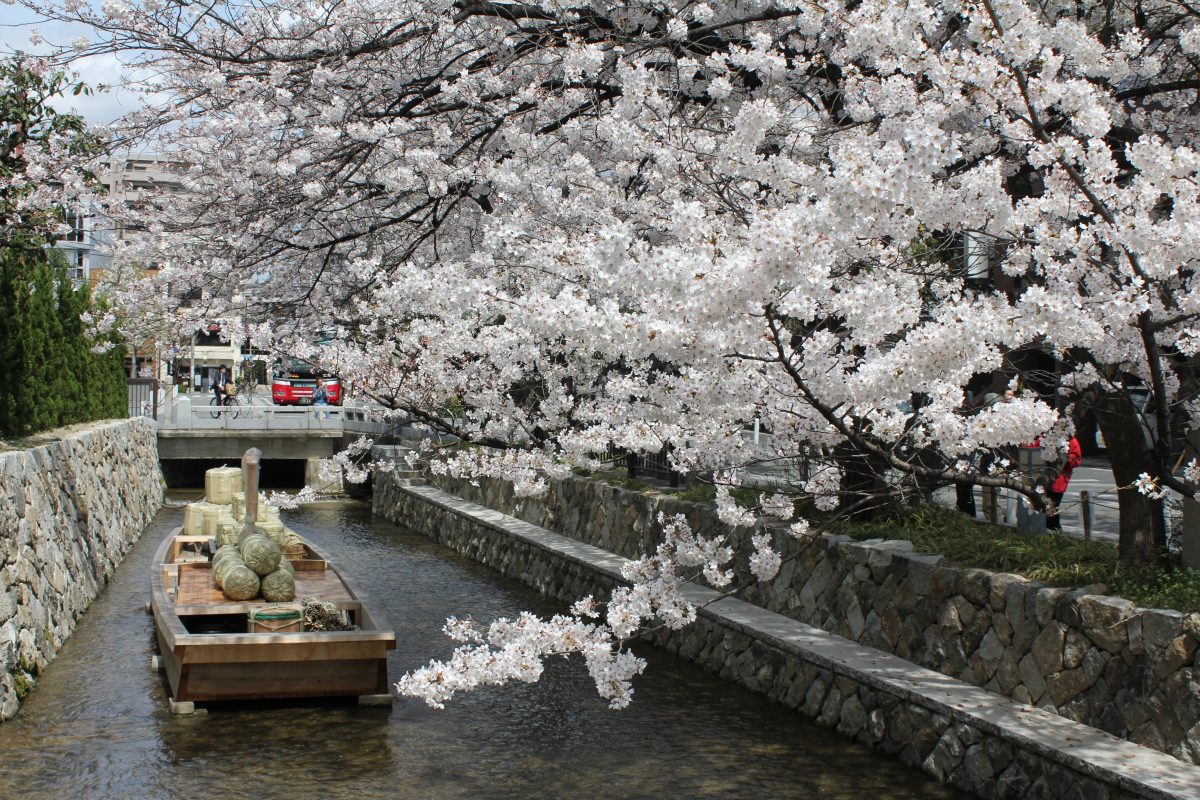 桜　高瀬川