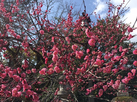 京都随一の梅の名所をご紹介！