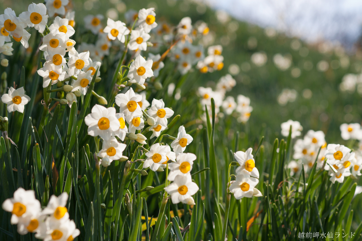 越前岬水仙ランド
