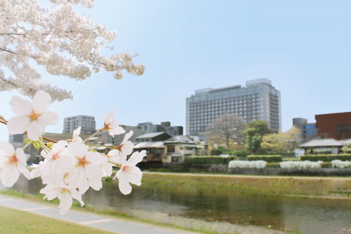 STAY 桜と鴨川