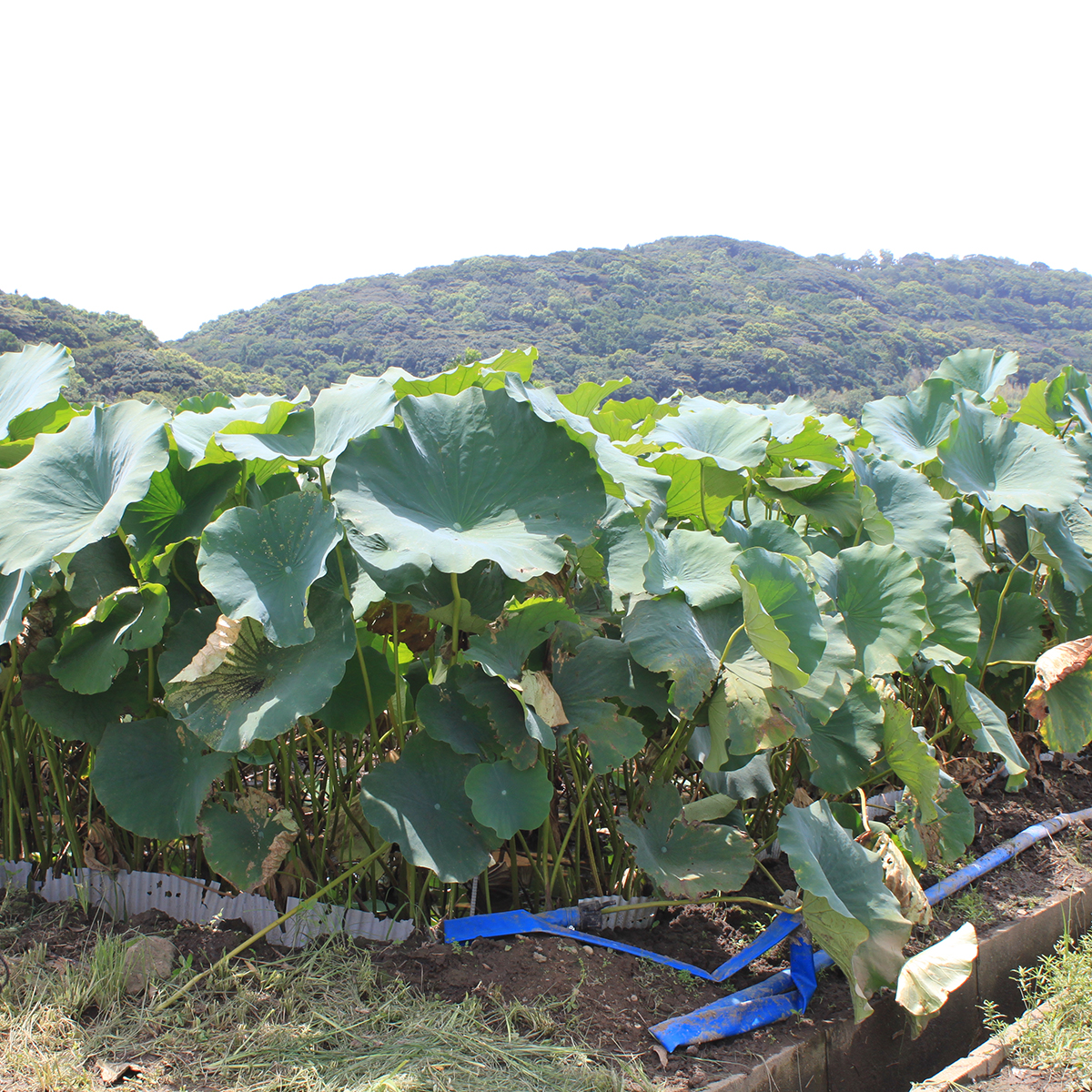 長崎フェア 現地視察