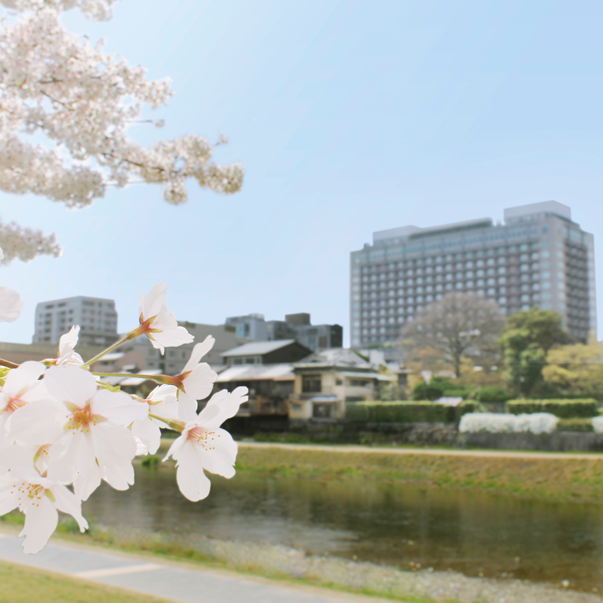 外観_桜_鴨川