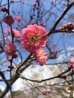 京都随一の梅の名所をご紹介！